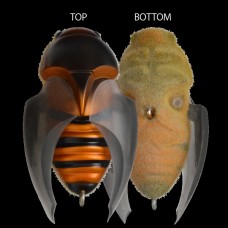 Воблер MEGABASS BEETLE-X HOVER CRAWL FF MEGABASS HORNET